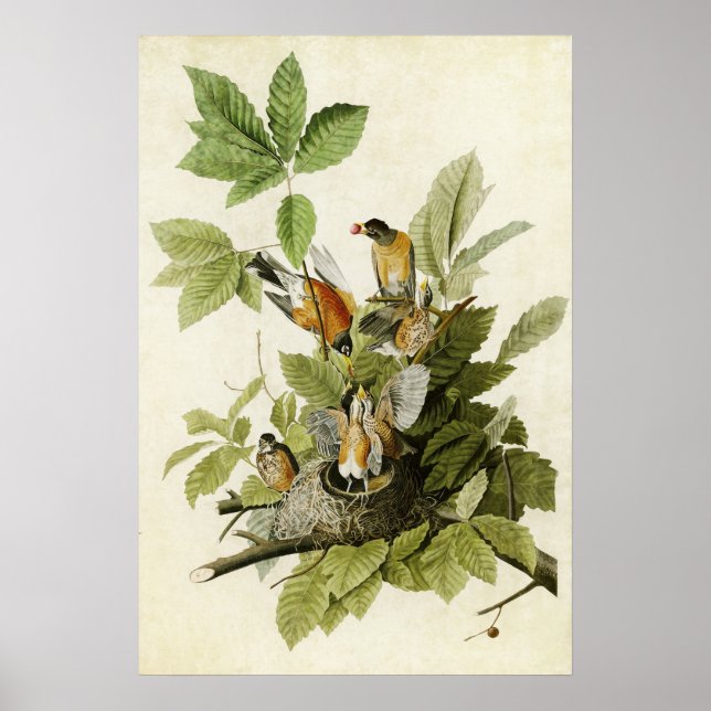 Platt 131 | Amerikansk Robin | Amerikanska fåglar Poster (Framsidan)