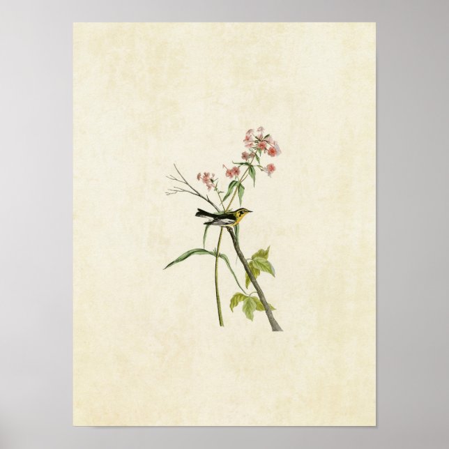 Platt 135 | Blackburnian Warbler Poster (Framsidan)