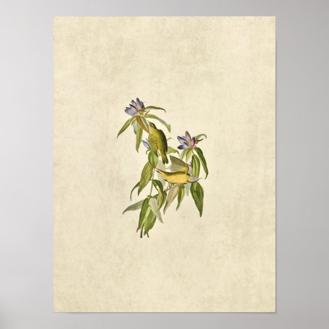 Platt 138 | Kopplingsvarare | Amerikanska fåglar Poster (Framsidan)