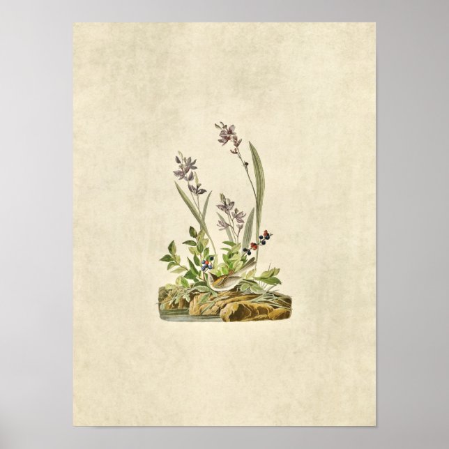 Platt 139 | Fält Sparrow | Amerikanska fåglar Poster (Framsidan)