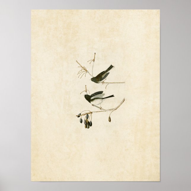 Platt 13 | Snö Bird | Amerikanska fåglar Poster (Framsidan)