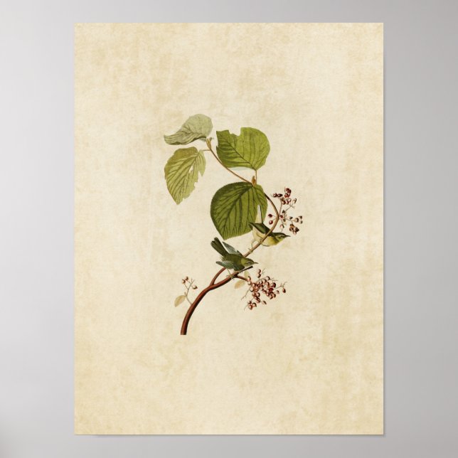 Platt 148 | Gräs-träskvarnare | Amerikanska fåglar Poster (Framsidan)