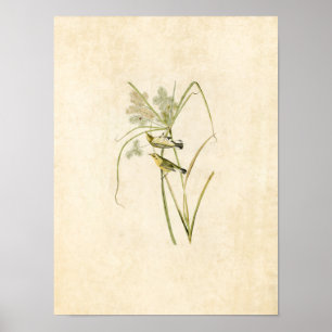 Platt 14 Prairie Warbler Amerikanska fåglar Poster