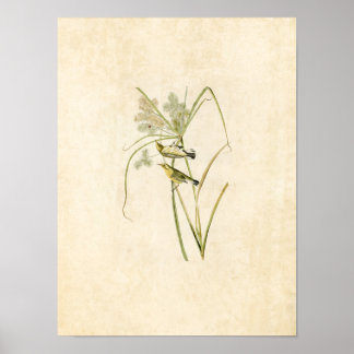 Platt 14 | Prairie Warbler | Amerikanska fåglar Poster