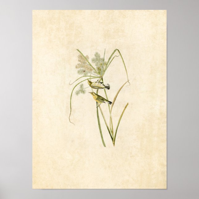 Platt 14 | Prairie Warbler | Amerikanska fåglar Poster (Framsidan)