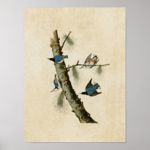Platt 152   Svartvit-bröst nuthatch Poster