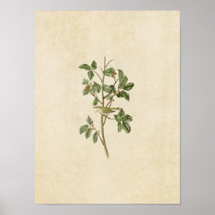 Platt 154   Tennessee Warbler   Amerikanska fåglar Poster