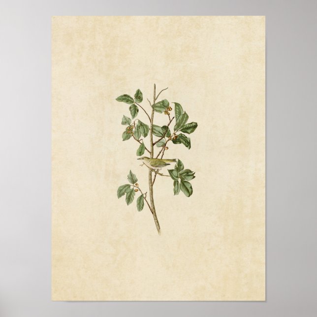 Platt 154 | Tennessee Warbler | Amerikanska fåglar Poster (Framsidan)