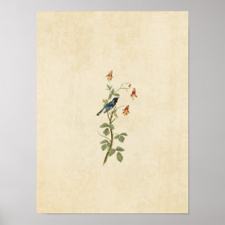 Platt 155 | Svarthaltig blå varnare Poster