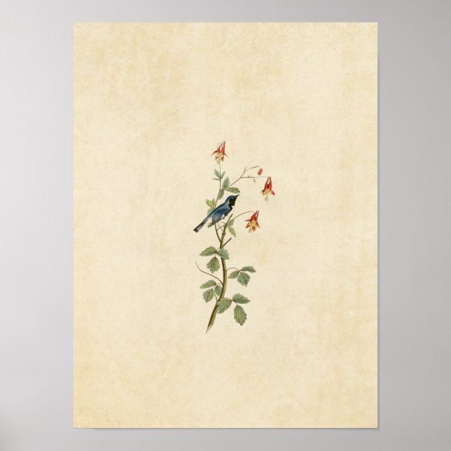 Platt 155 | Svarthaltig blå varnare Poster (Framsidan)