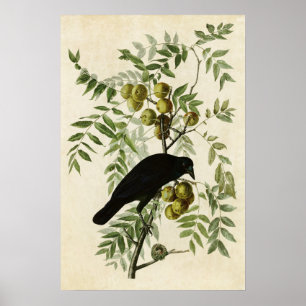Platt 156 Amerikansk Kråka Amerikanska fåglar Poster