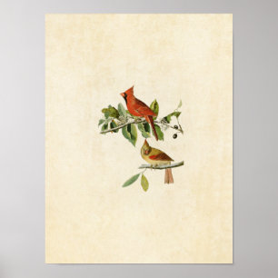 Platt 159 Kardinal Grosbeak Amerikanska fåglar Poster