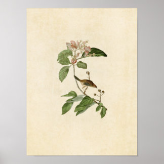 Platt 165 | Bachmans fink | Amerikanska fåglar Poster