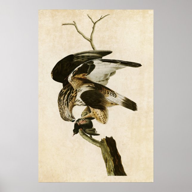 Platt 166 | Grovt-legerad falk | Amerikanska fågla Poster (Framsidan)