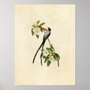 Platt 168 Gaffeltad Flycatcher Poster
