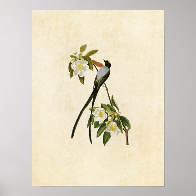 Platt 168 | Gaffeltad Flycatcher Poster (Framsidan)