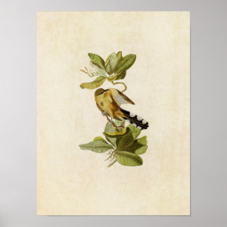 Platt 169 | Mangrove Cuckoo | Amerikanska fåglar Poster