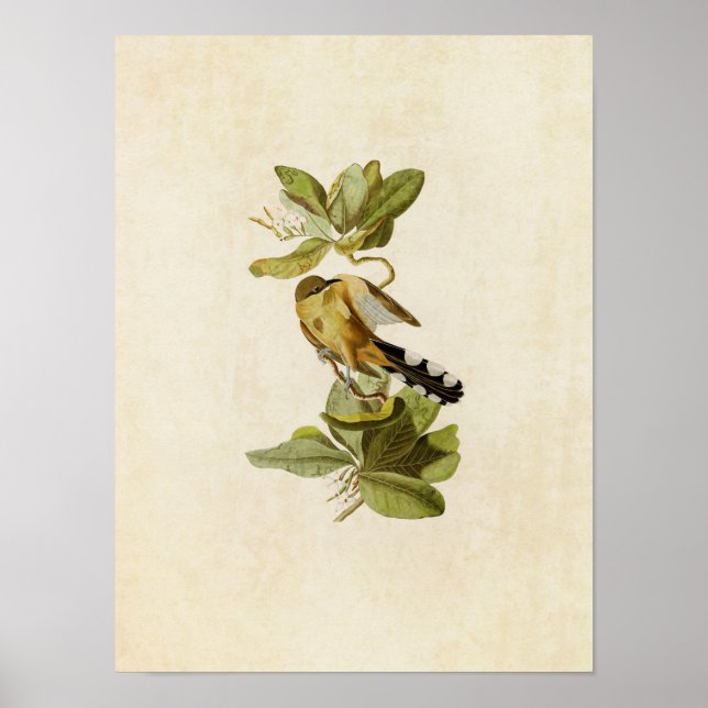 Platt 169 | Mangrove Cuckoo | Amerikanska fåglar Poster (Framsidan)