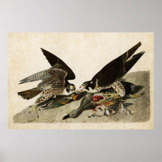 Platt 16 | Underbart fotad hawk | Amerikanska fågl Poster