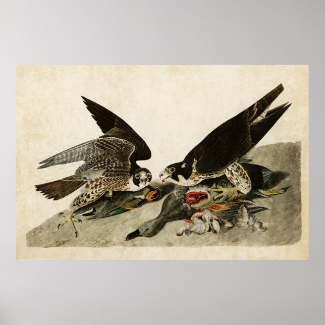Platt 16 | Underbart fotad hawk | Amerikanska fågl Poster (Framsidan)