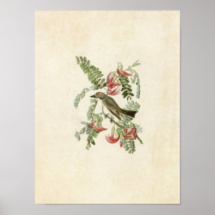Platt 170 Grått Tyrant Amerikanska fåglar Poster