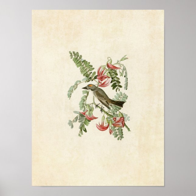 Platt 170 | Grått Tyrant | Amerikanska fåglar Poster (Framsidan)