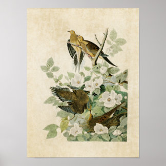 Platt 17 | Carolina Turtle Dove | Amerikanska fågl Poster
