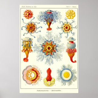 Platt 17. Sifonoforer. Poster