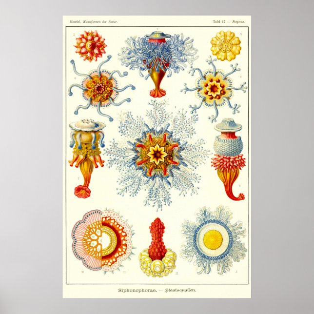 Platt 17. Sifonoforer. Poster (Framsidan)