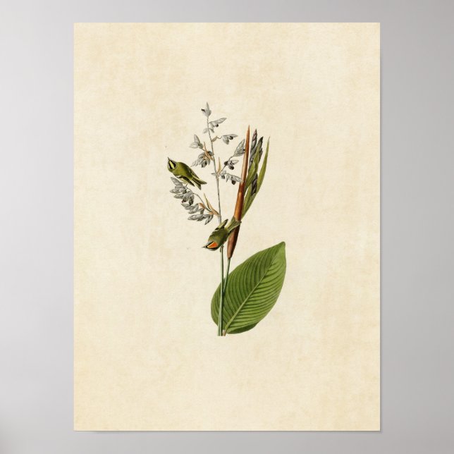 Platt 183 | Golden-Crested Wren | Amerikanska fågl Poster (Framsidan)