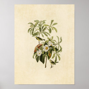 Platt 185 Bachmans Warbler Amerikanska fåglar Poster