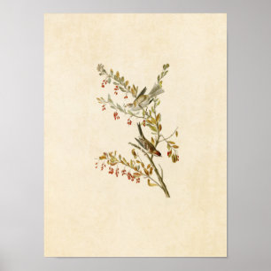 Platt 188 Träd Sparrow Amerikanska fåglar Poster