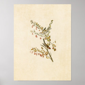 Platt 188 | Träd Sparrow | Amerikanska fåglar Poster