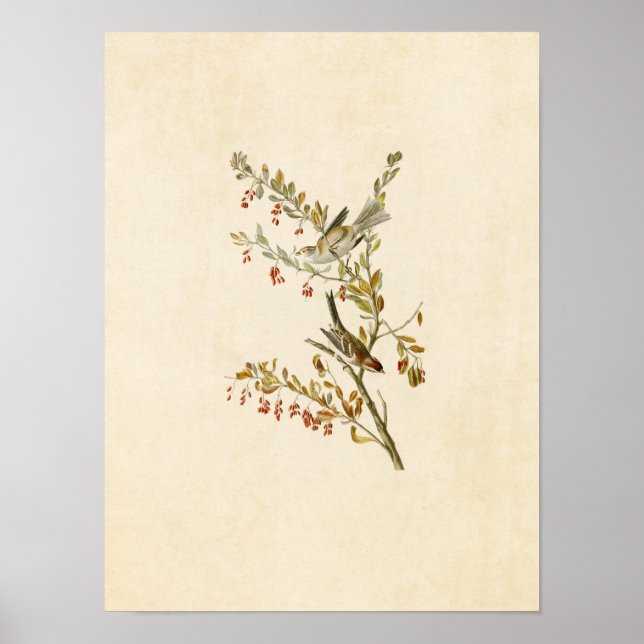 Platt 188 | Träd Sparrow | Amerikanska fåglar Poster (Framsidan)