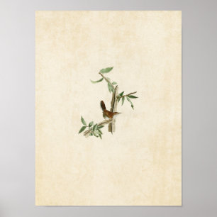 Platt 18 Bewicks Wren Amerikanska fåglar Poster