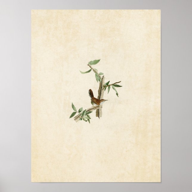 Platt 18 | Bewicks Wren | Amerikanska fåglar Poster (Framsidan)