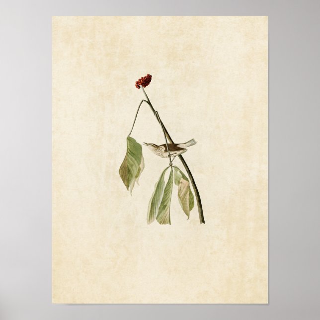 Platt 19 | Louisiana Vatten Thush Poster (Framsidan)