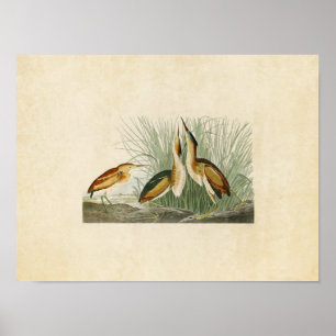 Platt 210 Minst bittern Amerikanska fåglar Poster