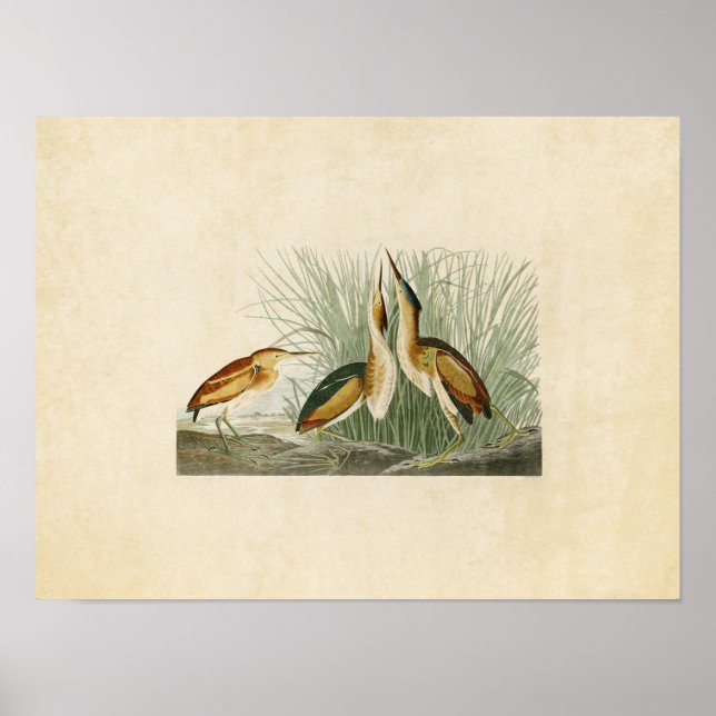 Platt 210 | Minst bittern | Amerikanska fåglar Poster (Framsidan)