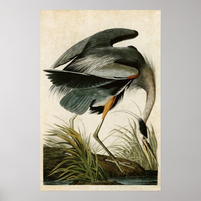 Platt 211 | Underbar Blå Heron | Amerikanska fågla Poster (Framsidan)