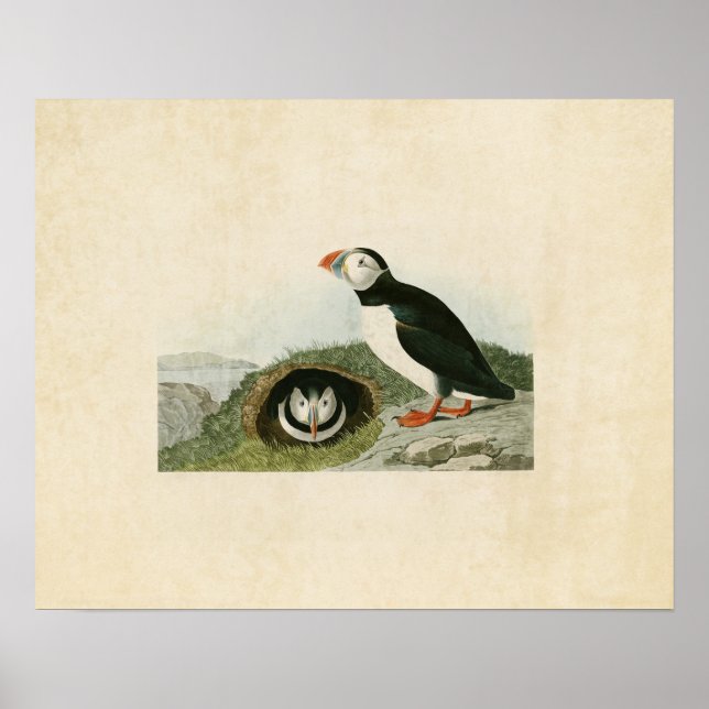 Platt 213 | Puffin | Amerikanska fåglar Poster (Framsidan)