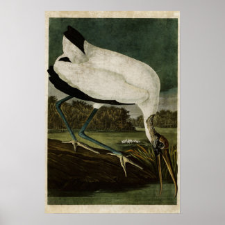 Platt 216 | Trä Ibis | Amerikanska fåglar Poster