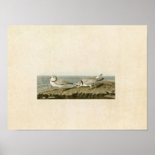 Platt 220 Piplover Amerikanska fåglar Poster