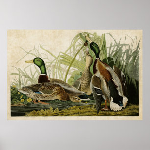 Platt 221 Mallard Anka Amerikanska fåglar Poster
