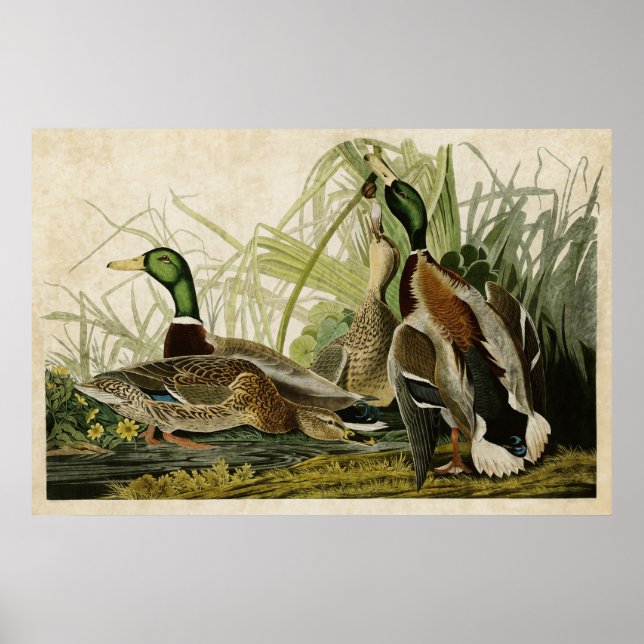 Platt 221 | Mallard Anka | Amerikanska fåglar Poster (Framsidan)