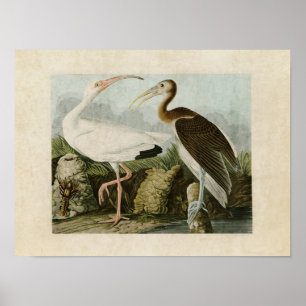 Platt 222 Vita Ibis Amerikanska fåglar Poster