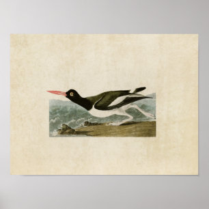 Platt 223 Pied Oystercatcher Amerikanska fågla Poster