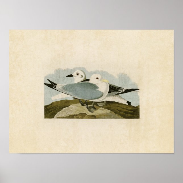 Platt 224 | Kittivaktgull | Amerikanska fåglar Poster (Framsidan)