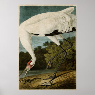Platt 226 Hela kranen Amerikanska fåglar Poster