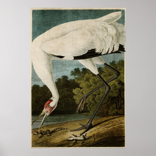 Platt 226 | Hela kranen | Amerikanska fåglar Poster (Framsidan)